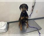 Small Doberman Pinscher Mix