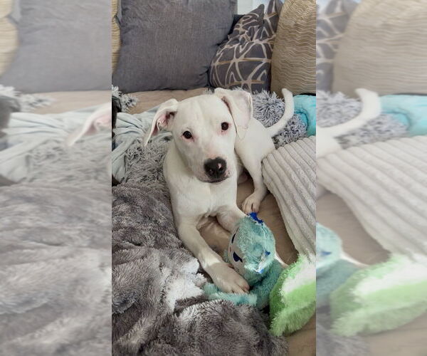 Medium Photo #2 American Pit Bull Terrier-Unknown Mix Puppy For Sale in Mooresville, NC, USA
