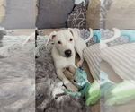 Small #1 American Pit Bull Terrier Mix