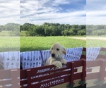Small Photo #4 Golden Retriever Puppy For Sale in AUSTIN, KY, USA