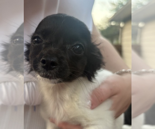 Medium Photo #1 Chihuahua Puppy For Sale in EAU CLAIRE, WI, USA