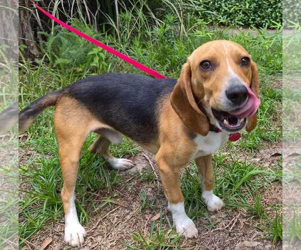 Medium Photo #9 Beagle Puppy For Sale in Dunnellon, FL, USA