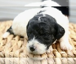 Small #1 Bernedoodle