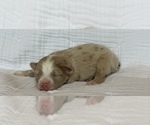 Small Photo #1 Miniature Australian Shepherd Puppy For Sale in LANDRUM, SC, USA