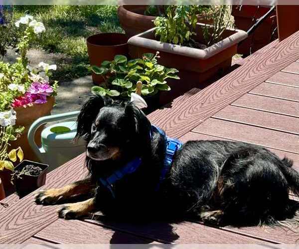 Medium Photo #3 - Mix Puppy For Sale in Petaluma, CA, USA