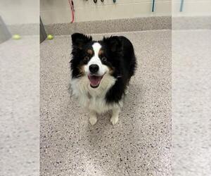 Australian Shepherd Dogs for adoption in Brighton, CO, USA