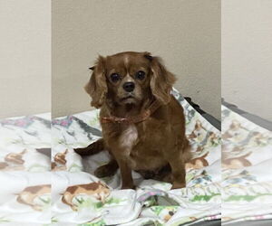 Cavalier King Charles Spaniel Dogs for adoption in Sioux Falls, SD, USA