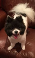 Father of the Pomeranian puppies born on 01/22/2017