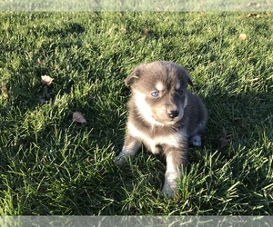 Pomsky Puppy for sale in SULLIVAN, IL, USA