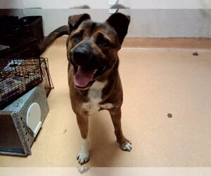 German Shepherd Dog-Unknown Mix Dogs for adoption in Martinez, CA, USA