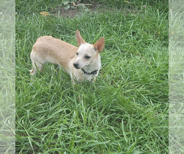Medium Photo #4 Chihuahua-Unknown Mix Puppy For Sale in New London, WI, USA