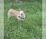 Small #3 Chihuahua Mix