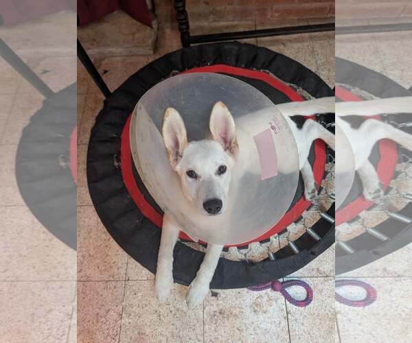 Medium Photo #2 German Shepherd Dog-Great Pyrenees Mix Puppy For Sale in Dallas, TX, USA