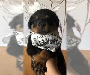 Rottweiler Puppy for sale in LAKEVIEW, CA, USA