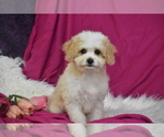 Small Photo #3 Cavachon Puppy For Sale in ELDORADO, OH, USA