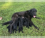 Small #3 Labrador Retriever