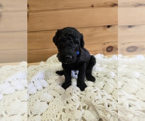 Poodle (Standard) Puppy for sale in WILLIAMSTOWN, KY, USA