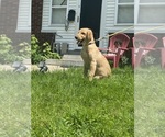 Small Photo #4 Golden Retriever Puppy For Sale in GRAND RAPIDS, MI, USA