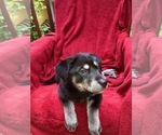 Small Photo #2 Labrador Retriever-Siberian Husky Mix Puppy For Sale in GAINESVILLE, FL, USA