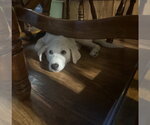 Small #1 Great Pyrenees