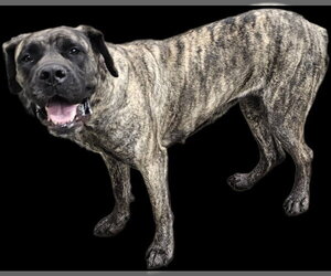 Begonia - Female Mutt Dog for Adoption - Photo #3