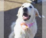 Small Great Pyrenees Mix