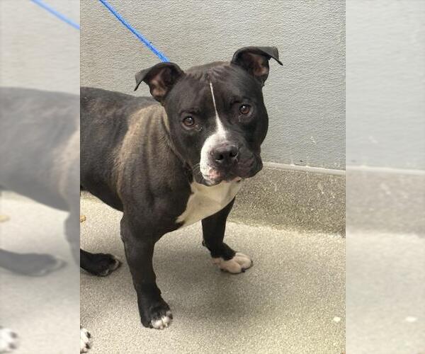 Medium Photo #1 American Pit Bull Terrier-Unknown Mix Puppy For Sale in Las Vegas, NV, USA