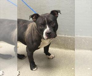 American Pit Bull Terrier-Unknown Mix Dogs for adoption in Las Vegas, NV, USA