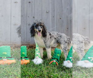 Simba - Dec 24 - Male Poodle (Miniature) Dog for Adoption - Photo #3