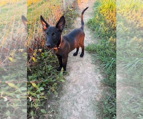 Medium Photo #1 Mutt Puppy For Sale in Imlay City, MI, USA