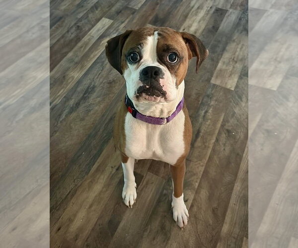 Medium Photo #1 Boxer Puppy For Sale in Dumont, NJ, USA