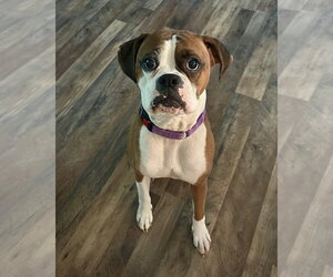 Boxer Dogs for adoption in Dumont, NJ, USA