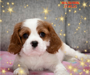 Cavalier King Charles Spaniel Puppy for sale in Borovlyany, Minsk, Belarus
