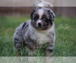 Small Photo #4 Australian Shepherd Puppy For Sale in HOUSTON, TX, USA