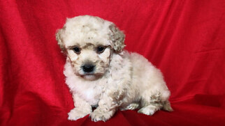 Maltese Puppy for sale in SAN FRANCISCO, CA, USA