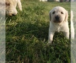 Small Photo #2 Labradoodle Puppy For Sale in ADRIAN, MO, USA