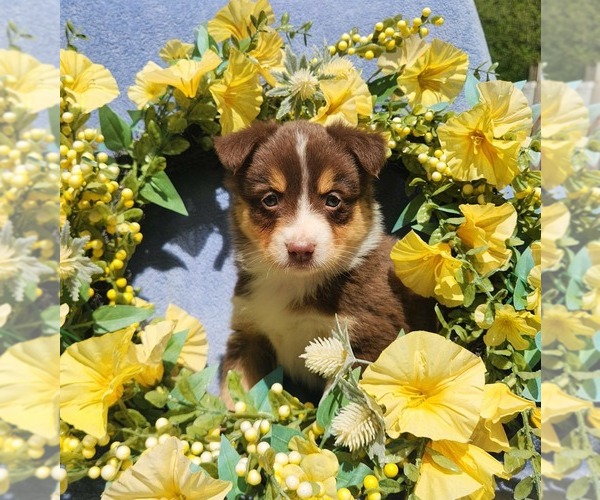 Medium Photo #1 Miniature Australian Shepherd Puppy For Sale in SANDOWN, NH, USA