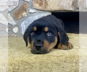 Rottweiler Puppy for sale in OCALA, FL, USA