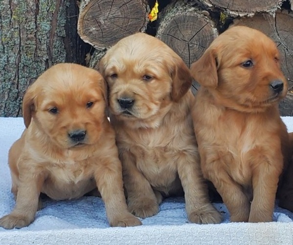Medium Photo #1 Golden Retriever Puppy For Sale in TAOPI, MN, USA