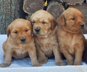 Golden Retriever Puppy for Sale in TAOPI, Minnesota USA