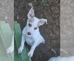 Small #3 Chiweenie