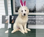 Small #6 Great Pyrenees