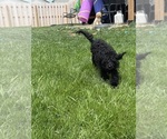 Small Photo #15 Cockapoo (Miniature) Puppy For Sale in GREENTOWN, IN, USA