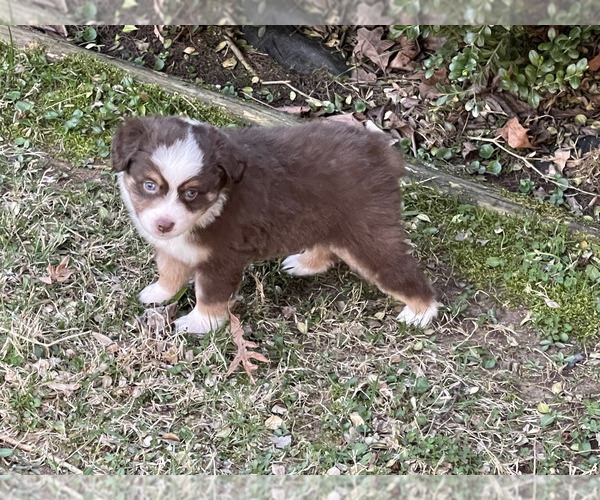 Medium Photo #1 Miniature Australian Shepherd Puppy For Sale in HARTFORD, KY, USA