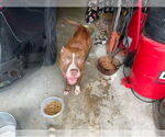 Small American Pit Bull Terrier