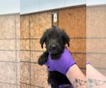 Small #2 Mutt