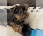 Small #1 Yorkshire Terrier