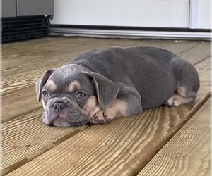 French Bulldog Puppy for sale in DUNN, NC, USA