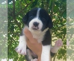 Small Photo #6 Beagle-Papillon Mix Puppy For Sale in SARASOTA, FL, USA