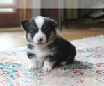 Small #1 Pembroke Welsh Corgi